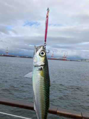 未だ青物上向かず。鯖3匹。。。