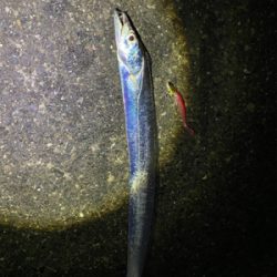 マゴチ、太刀魚