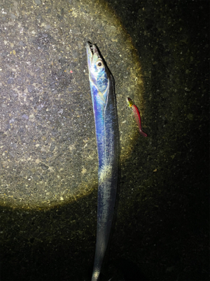 マゴチ、太刀魚