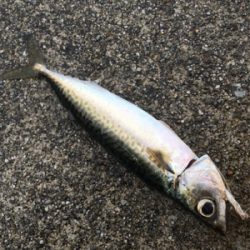 極悪天候ショアジギング