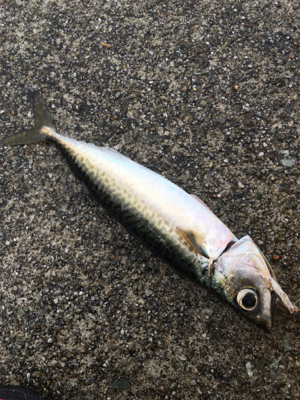 極悪天候ショアジギング