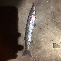 デカカマスゲット！