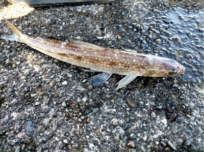 和歌山ぶらり釣り