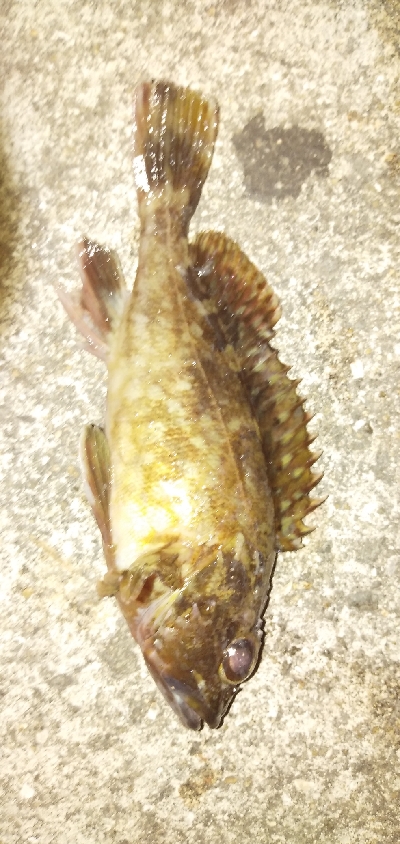 アナゴ＆カサゴ