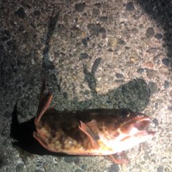 いろんなルアーフィッシング