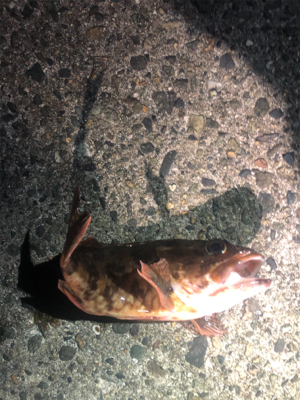 いろんなルアーフィッシング