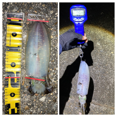 アオリイカ今季最大サイズGET\(^o^)/