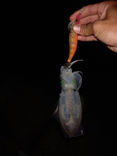 サイズ良くなってきてます。