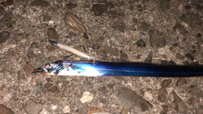 タチウオ渋くなったきました