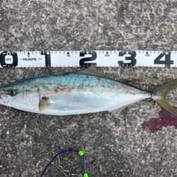 メジロ・ツバス