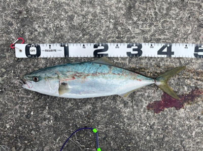 メジロ・ツバス