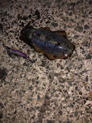 久しぶりの感触