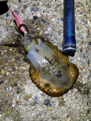 アオリの地合いは一瞬(^.^)