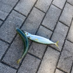 強風爆風下。何とか今日も鯖。。。