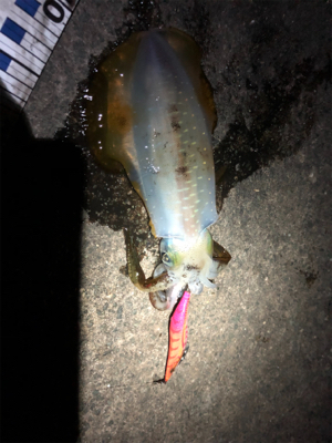 急に冷えましたが・・・