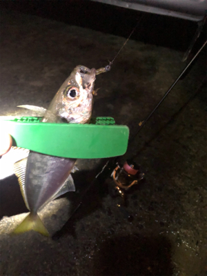 釣果も気温も寒い…