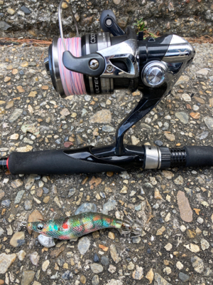 何とかアオリイカGET(^｡^)