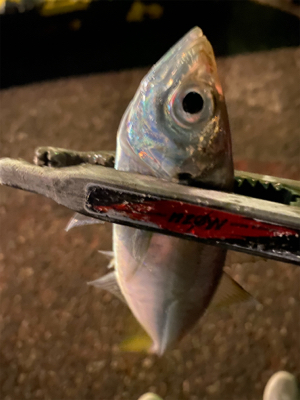 18ステラ 復帰戦