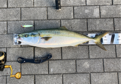 湾奥コスモ開幕。メジロ67cm。。。