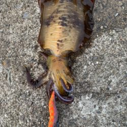 サイズ上がってきました！