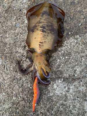 サイズ上がってきました！