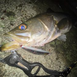 ようやくまともなシーバスくん