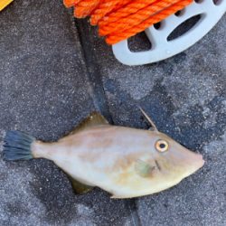 ガシラ、グレ、カワハギ