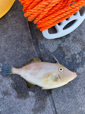 ガシラ、グレ、カワハギ