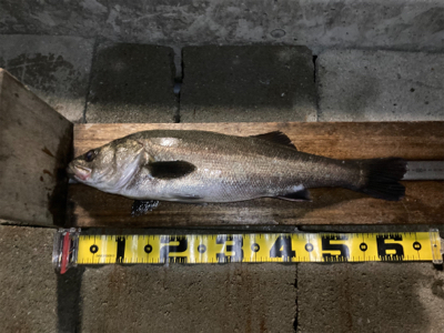 時合いは一瞬、延長不発