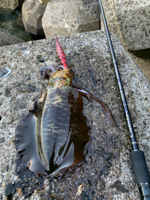 月夜エギングは間違いない!