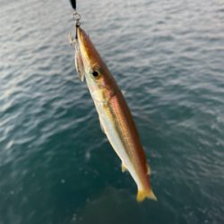 カマスでございます！