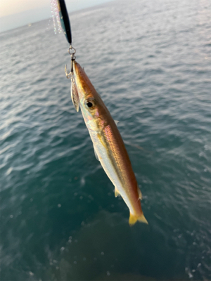 カマスでございます！