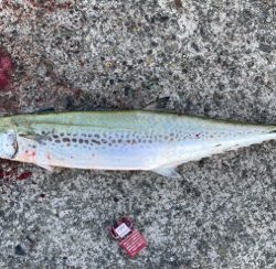 初めてのサワラサイズ