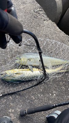 水軒でシイラダブルヒット