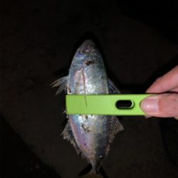 久々に堪能、、、