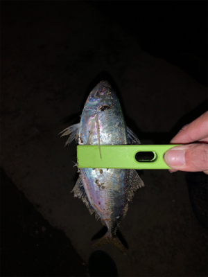 久々に堪能、、、