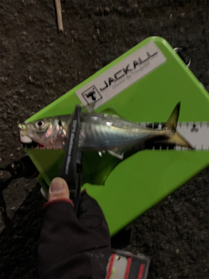 ショアジギリベンジ・アジング釣行♪