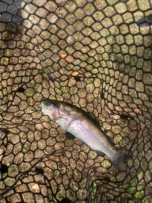 今シーズン初トラウト解禁！