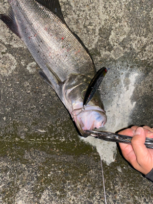 え？まさかのヒラスズキ？！