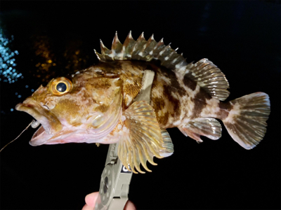 ガッシーとタッケー