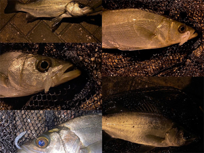 シャローフリークF