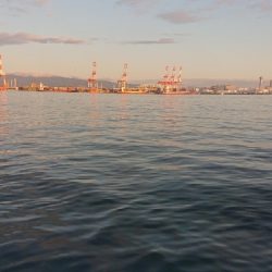 南港ショアジギ