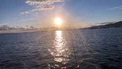 ビッグバッカー(カラー、ハゲハゲイワシ)