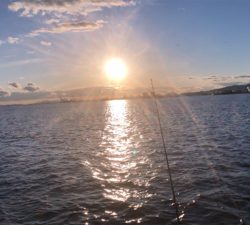 ビッグバッカー(カラー、ハゲハゲイワシ)