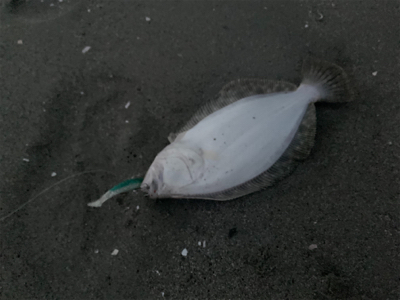 サーフ第三戦。