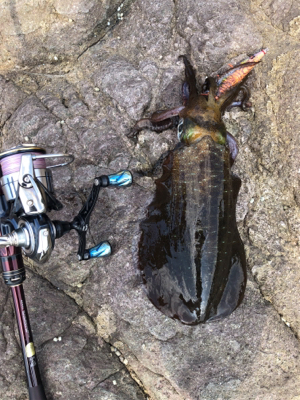 我慢出来ずに釣行