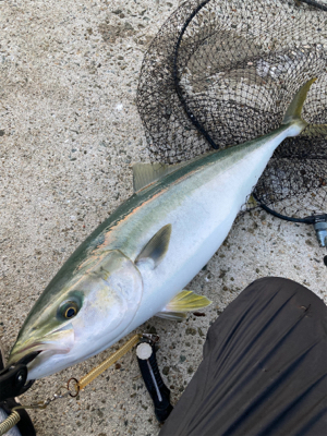 今年初まともなサイズ