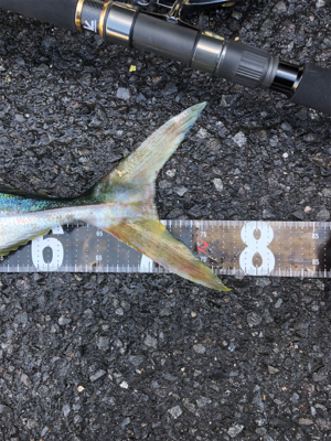 寄り道したら釣れちゃいました!