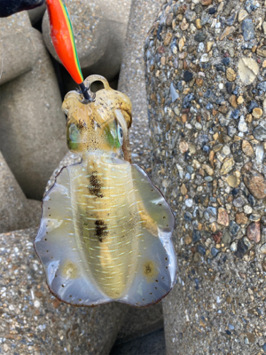 昼間のアオリはダートが好き？(^｡^)