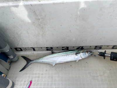 マイボート釣行